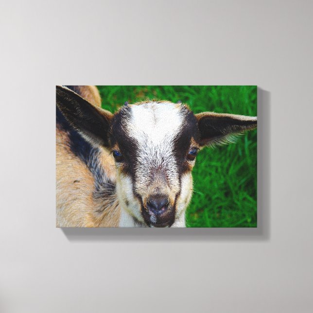 Adorable Baby Goat Leinwanddruck (Vorderseite)