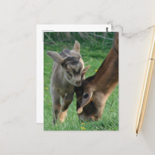 Adorable Baby Goat und Nubian Mother Goat Grazing Postkarte