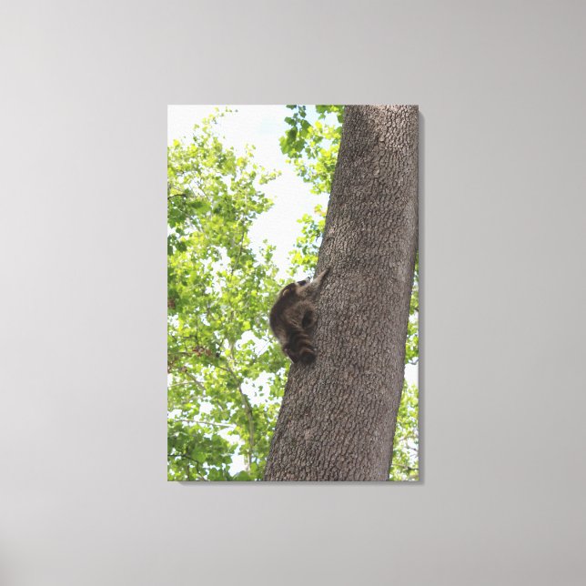 Adorable Baby Raccoon Leinwanddruck (Vorderseite)
