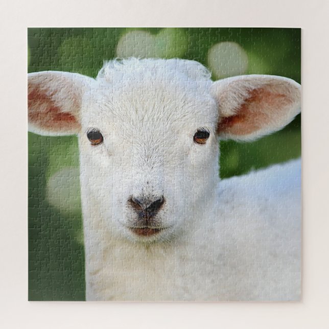 Adorable Baby Sheep (Vertikal)