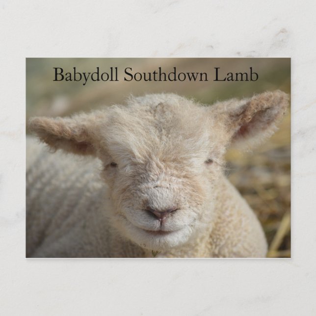 Adorable Babydoll Southdown Lamb Postkarte (Vorderseite)