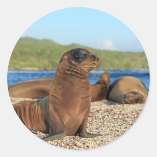 Adorable Babyseelöwe Galapagos Inseln Runder Aufkleber