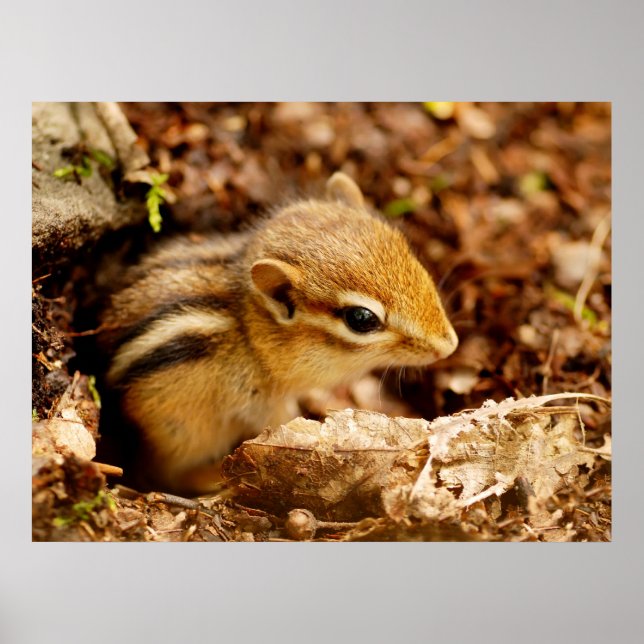 Adorable bébé adolescent Chipmunk Poster (Devant)