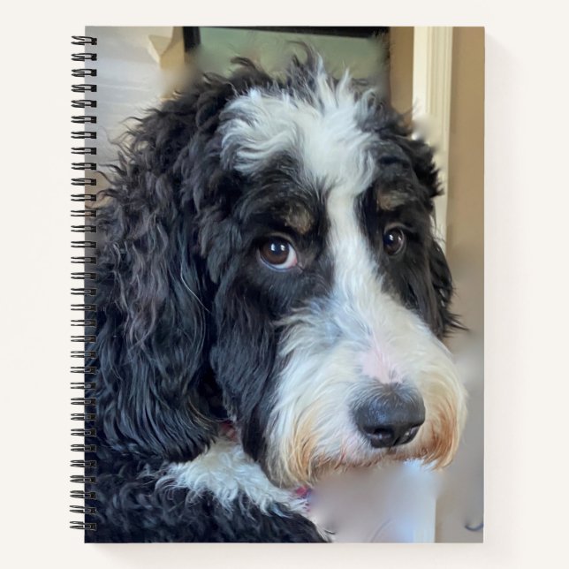 Adorable Bernedoodle Notizbuch (Vorderseite)