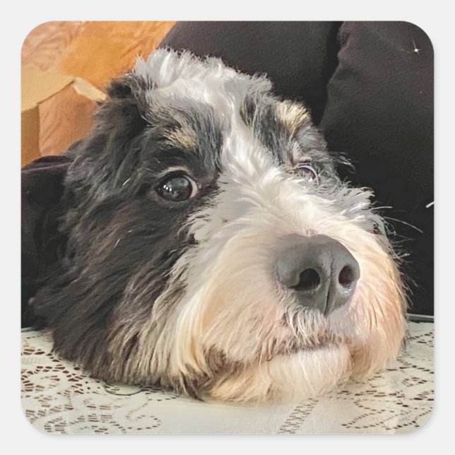 Adorable Bernedoodle Quadratischer Aufkleber (Vorderseite)