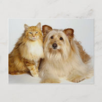 Adorable Best Friends Dog and Cat Foto