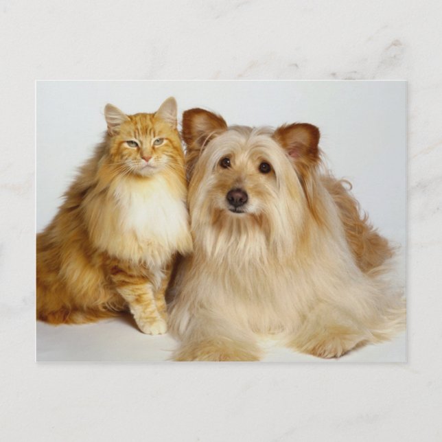 Adorable Best Friends Dog and Cat Foto Postkarte (Vorderseite)