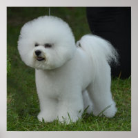 Adorable Bichon