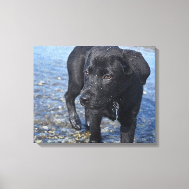 Adorable Black Lab Welpenhund Leinwanddruck (Vorderseite)
