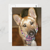 Adorable Black & Tan German Shepherd