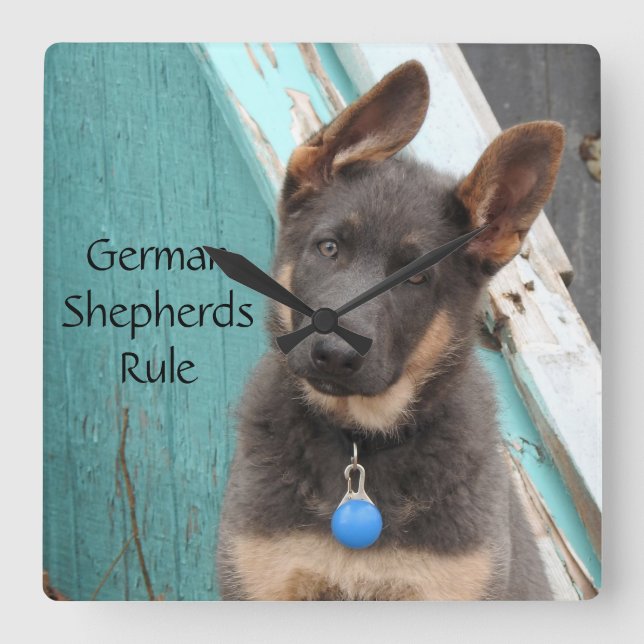 Adorable Blue German Shepherd Puppy Quadratische Wanduhr (Vorderseite)