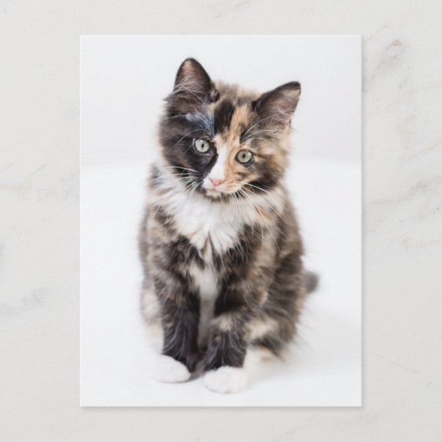 Adorable Calico Kitten Postkarte (Vorderseite)