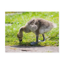 Adorable Canada Gänse