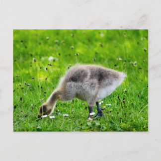 Adorable Canada Gänse Postkarte
