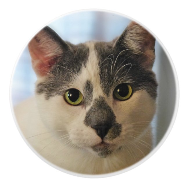 Adorable Cat Keramikknauf (Vorderseite)