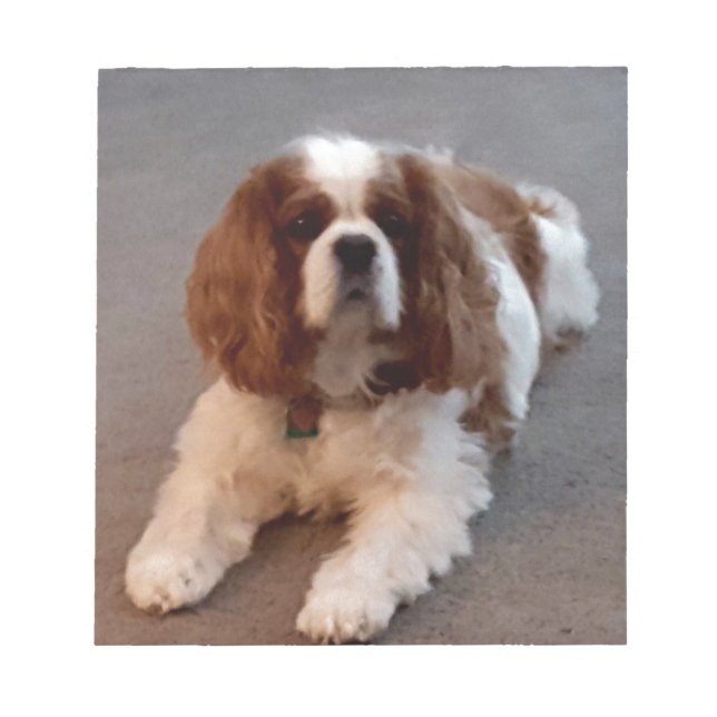 Adorable Cavalier King Charles Spaniel Notizblock (Vorderseite)