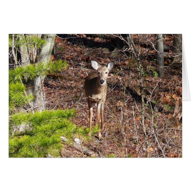 Adorable Cerf dans les Bois Photographie de la nat (Devant horizontal)