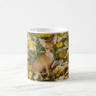 Adorable Chihuahua Welpe zwischen gelben Blätter Kaffeetasse