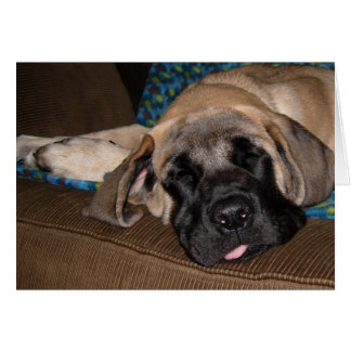 Adorable chiot surdimensionné