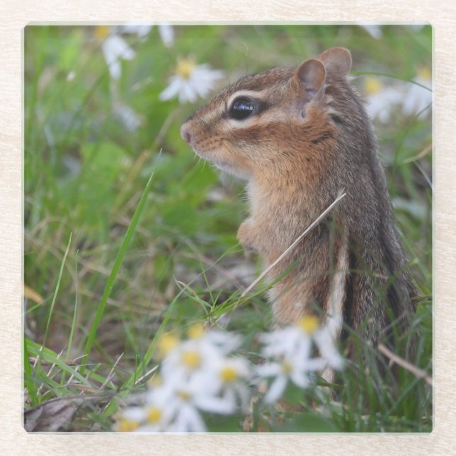 Adorable Chipmunk in Blume Glasuntersetzer (Vorderseite)