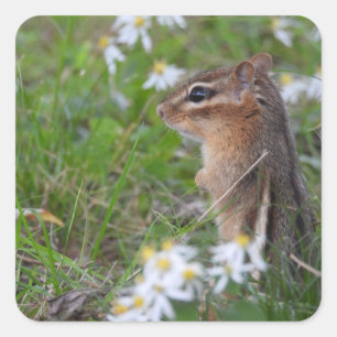Adorable Chipmunk in Blume Quadratischer Aufkleber