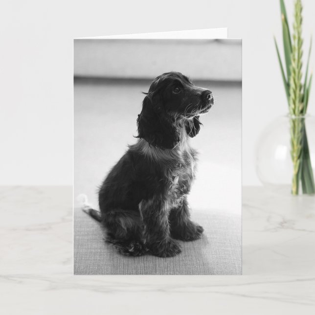 Adorable Cocker Spanisch Grußkarte Karte (Vorderseite)