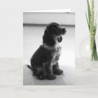 Adorable Cocker Spanisch Grußkarte