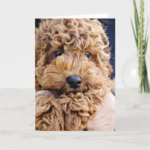 Adorable cockerpoo greeting card karte