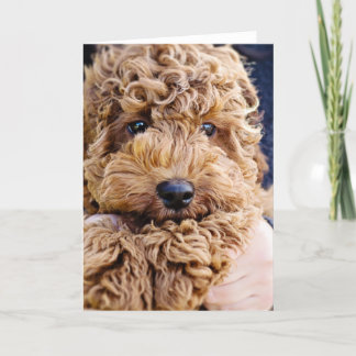 Adorable cockerpoo greeting card karte