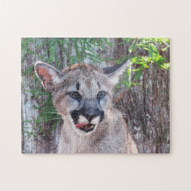 Adorable Cub - Florida Panther / Cougar / Puma (Horizontal)