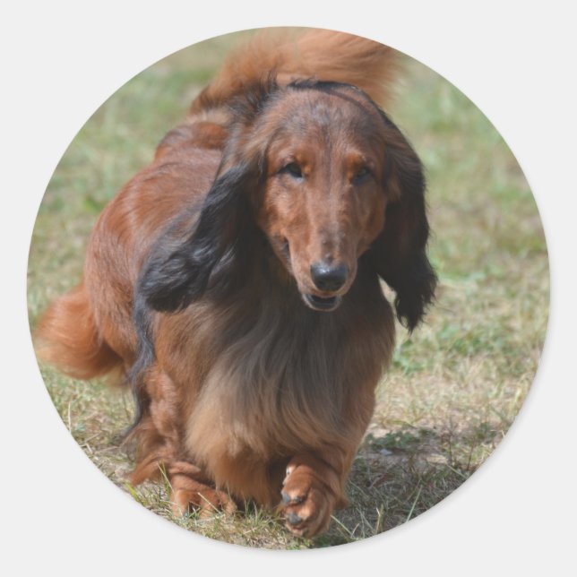 Adorable Dackel Runder Aufkleber (Vorderseite)