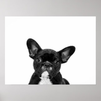 Adorable Dog | Black French Bulldog Face Poster