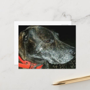 Adorable Dog Postkarte