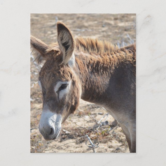 Adorable Donkey Postkarte (Vorderseite)