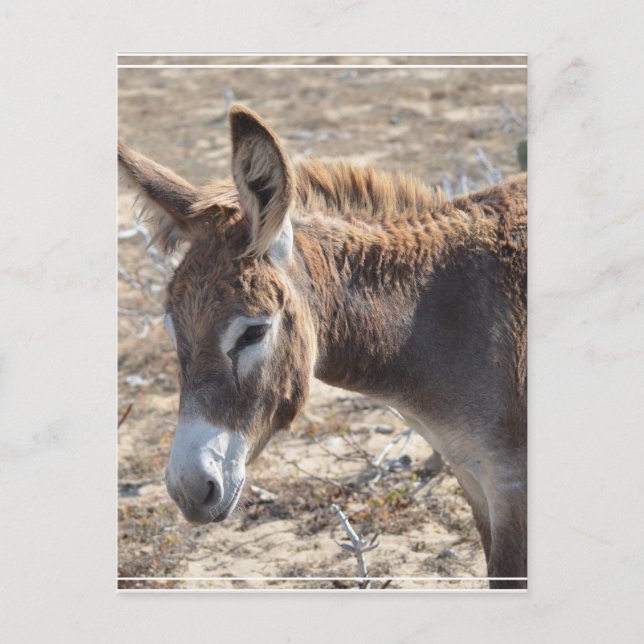 Adorable Donkey Postkarte (Vorderseite)