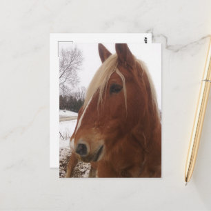 Adorable Draft Horse Gelding im Winter Postkarte