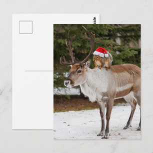 Adorable Eichhörnchen Weihnachten und Weihnachten  Postkarte