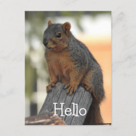 Adorable Eichhörnchenfotos | Hallo Postkarte