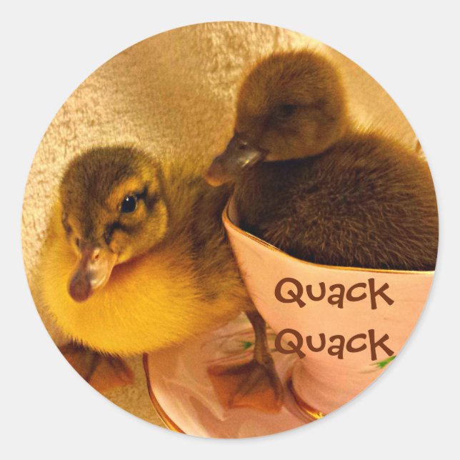 Adorable Encks Say Quack Runder Aufkleber (Vorderseite)