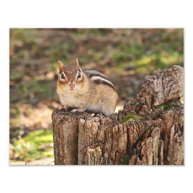 Adorable Fat and Fluffy Chipmunk Fotodruck (Vorne)
