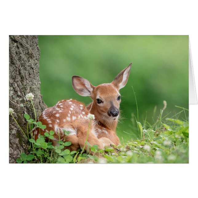 Adorable Fauna, die unter einem Baum liegt (Vorderseite (Horizontal))