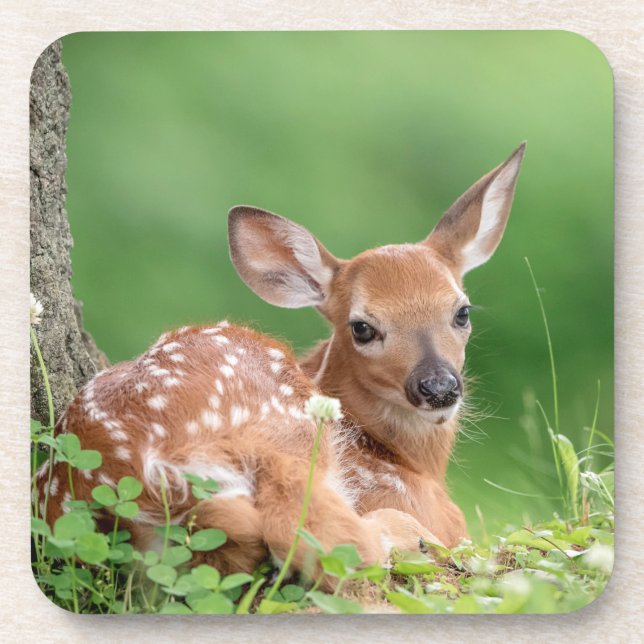 Adorable Fauna, die unter einem Baum liegt Getränkeuntersetzer (Vorderseite)