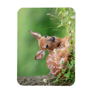 Adorable Fauna, die unter einem Baum liegt Magnet