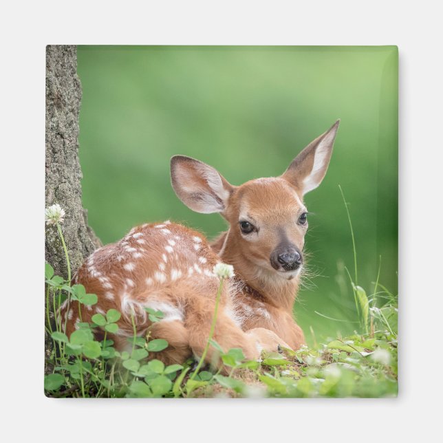 Adorable Fauna, die unter einem Baum liegt Magnet (Vorne)