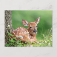 Adorable Fauna, die unter einem Baum liegt
