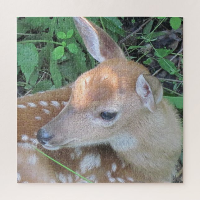 Adorable Fawn (Vertikal)