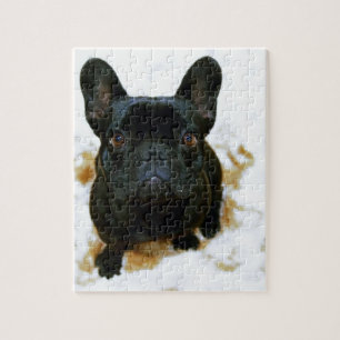 Adorable Französisch Bulldog Welpe!