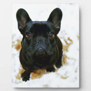 Adorable Französisch Bulldog Welpe! Fotoplatte