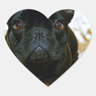 Adorable Französisch Bulldog Welpe! Herz-Aufkleber