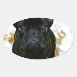 Adorable Französisch Bulldog Welpe! Ovaler Aufkleber